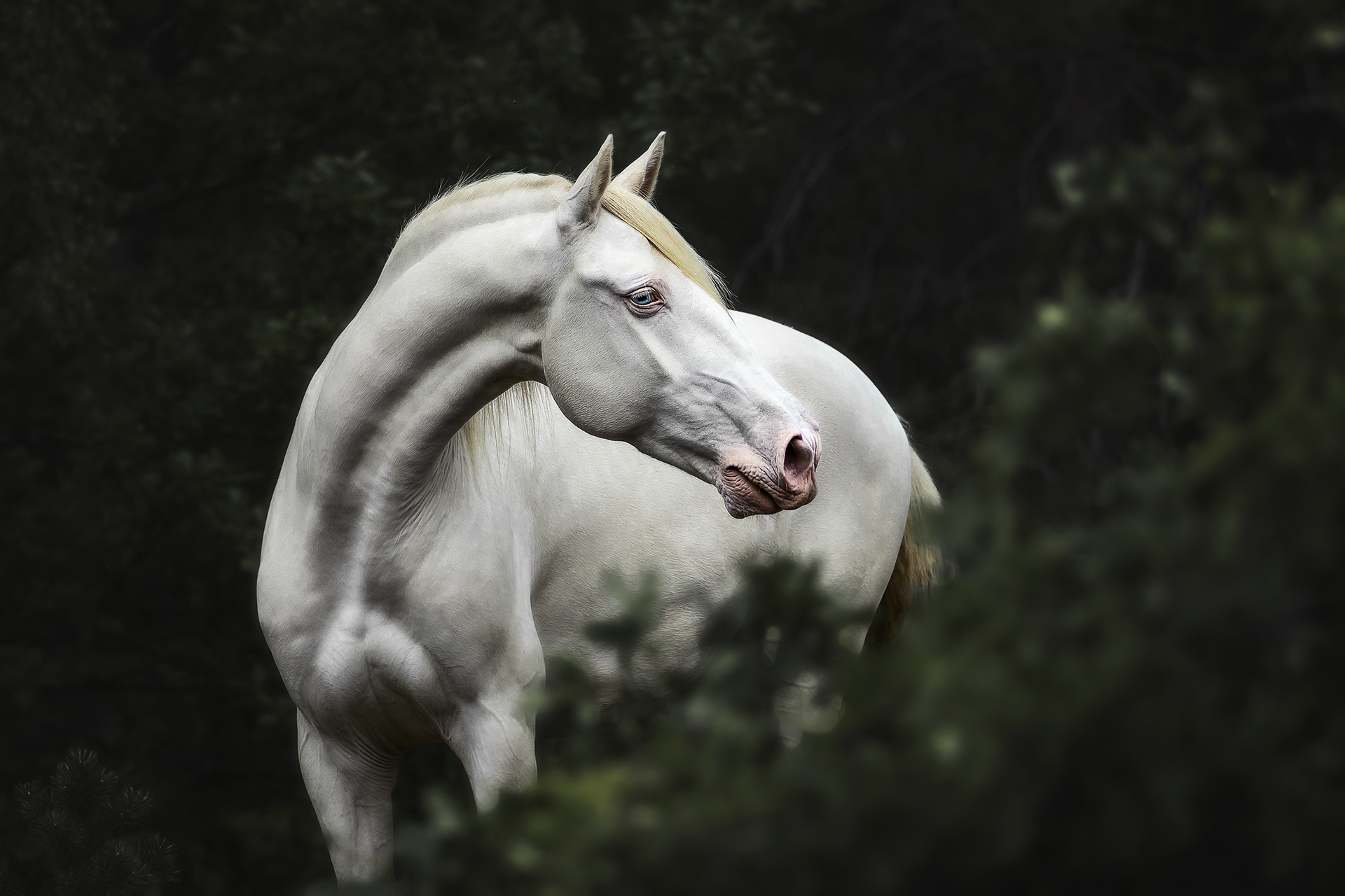 Fotografie eines Pferdes im Wald bei einem Fotoshooting von Vivien Schust Photography
