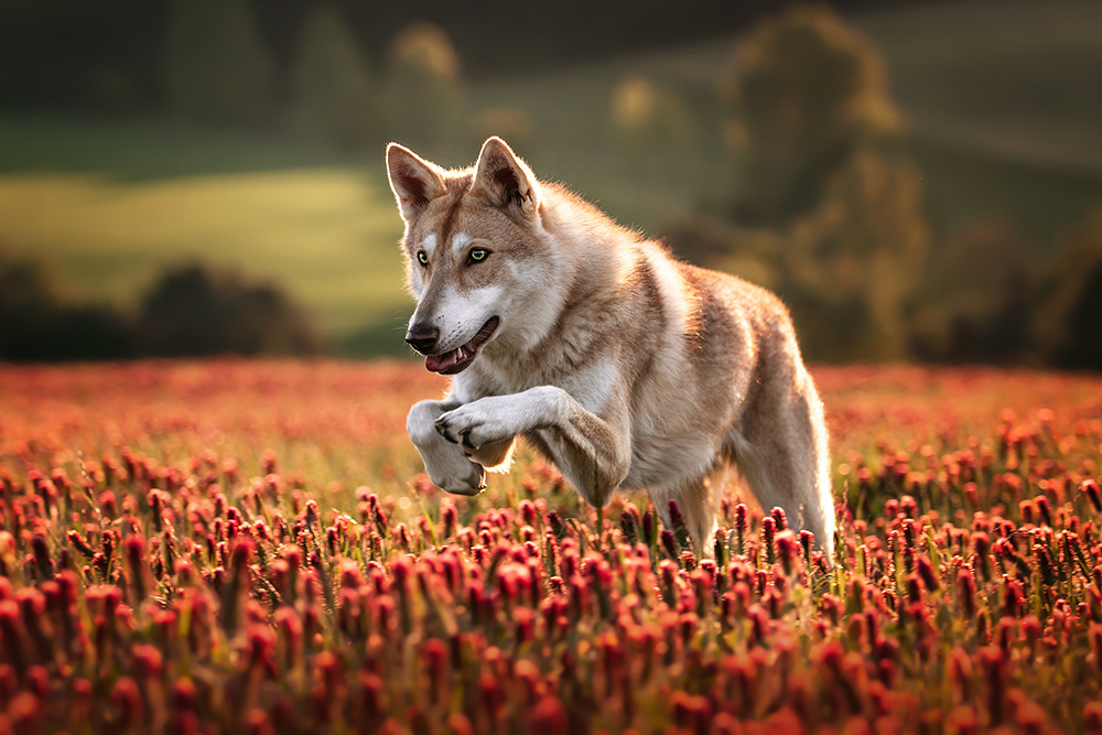 Hundefotografie mit einem Saarloos Wolfhund im roten Klee im Frühling bei einem Hundefotoshooting in NRW von Vivien Schust Photography