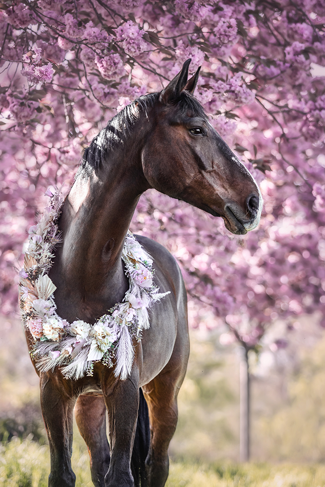Fotografie eines Pferdes in Kirschblüten mit Blumenkranz bei einem Pferdeshooting in Bonn, Sankt Augustin von Vivien Schust Photography
