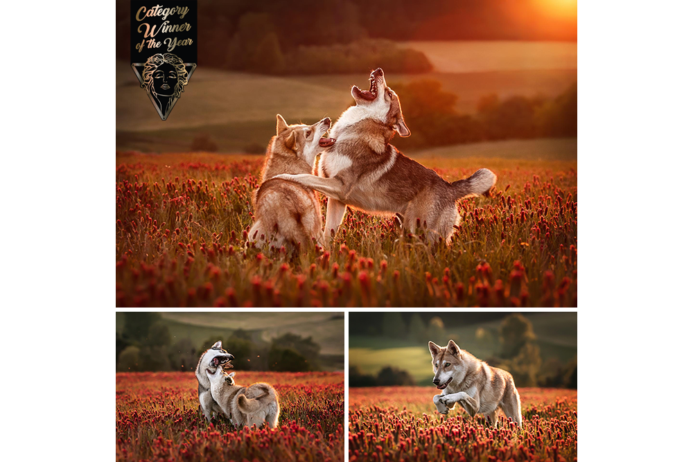 Dieses Bild zeigt die Bilderserie Wolfhounds in the red clover von Vivien Schust Photography mit dem ich beim Muse Photography Awards 2022 die Auszeichnung Category Winner of the Year erhalten habe