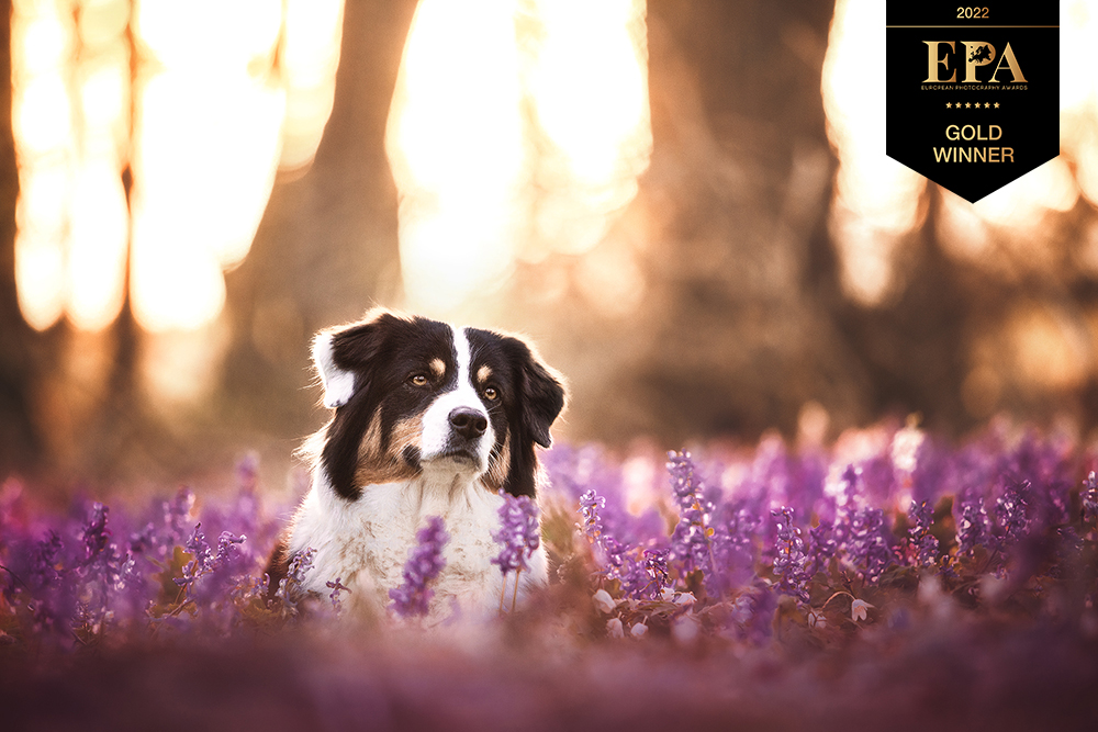 Dieses Bild zeigt einen Australian Shepherd in Blumen im Wald im Sonnenuntergang, welches beim European Photography Awards 2022 mehrfach mit dem Titel Gold Winner ausgezeichnet wurde