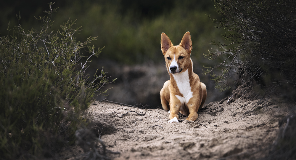 Fotografie eines Hundes bei einem Fotoshooting in der Wahner Heide von Vivien Schust Photography