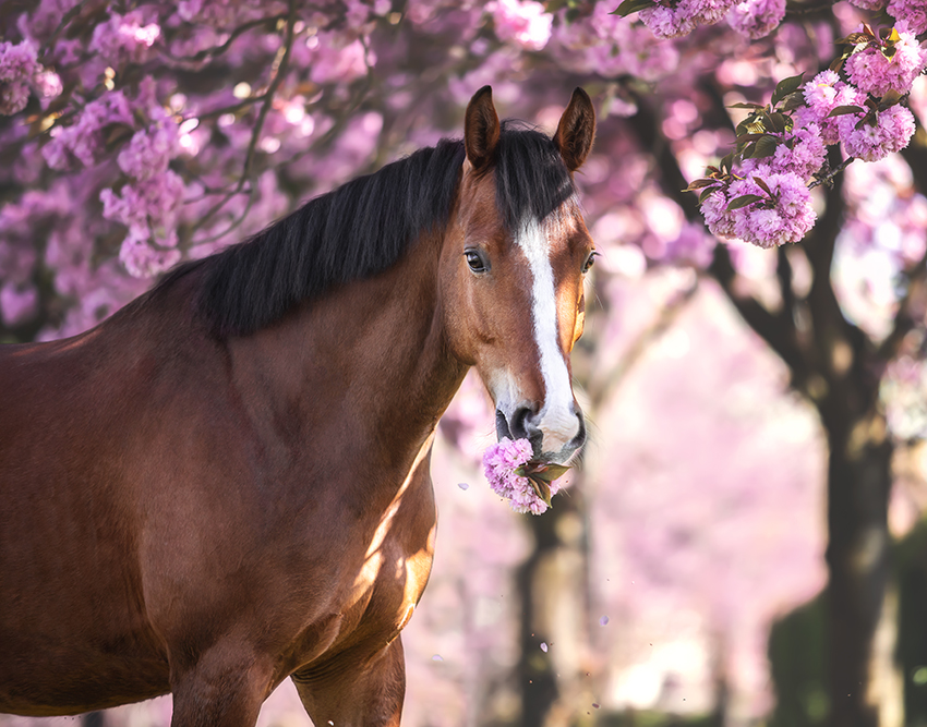 Fotografie eines Pferdes in Kirschblüten bei einem Pferdeshooting in Bonn, Sankt Augustin von Vivien Schust Photography